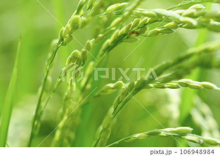 近所で見た稲穂 106948984