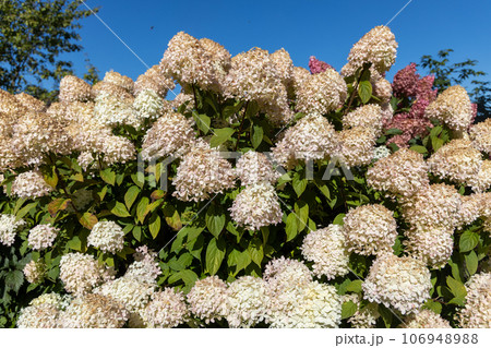 Hydrangea paniculata Vanille Fraise on a stem Hydrangea paniculata Vanille Fraise on a stem 106948988