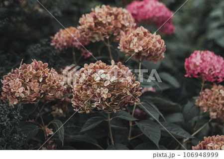 Flowering hydrangea tree, Hydrangea arborescens or Candybelle Bubblegum in the garden in summer 106948999