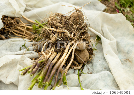 dahlia tubers just lifted for overwintering in garden dahlia tubers just lifted for overwintering in garden 106949001