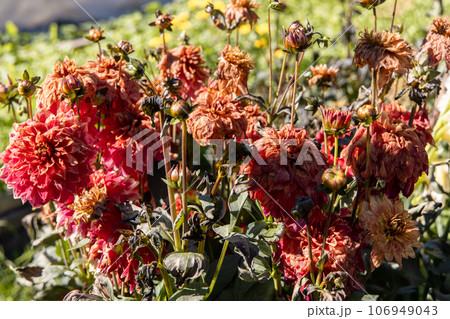 Dahlias dying after a frost 106949043