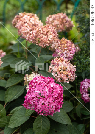Flowering hydrangea tree, Hydrangea arborescens or Candybelle Bubblegum in the garden in summer Flowering hydrangea tree, Hydrangea arborescens or Candybelle Bubblegum in the garden in summer 106949047
