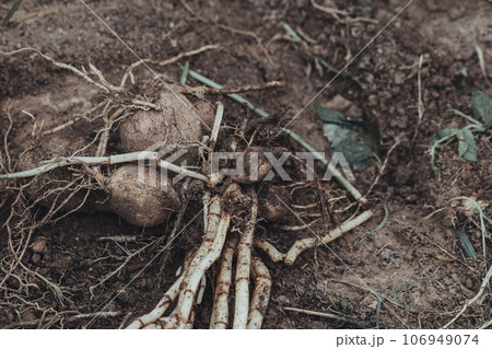 dahlia tubers just lifted for overwintering in garden 106949074