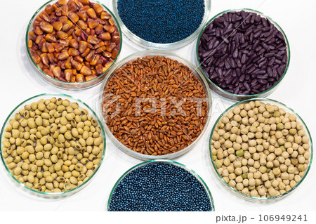 Colorful pesticide-treated rapeseed, sunflower, wheat, pea, soy, and corn seeds in a petri dish in the lab Colorful pesticide-treated rapeseed, sunflower, wheat, pea, soy, and corn seeds in a petri dish in the lab 106949241