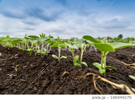Fresh green soy plants on the field in spring. Rows of young soybean plants  106949270
