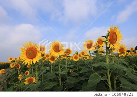 ひまわり4814 106949823