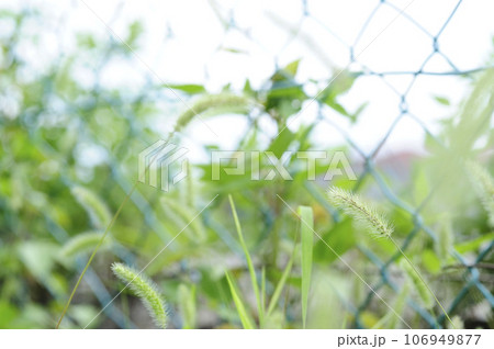 近所でみた公園のフェンス 近所でみた公園のフェンス 106949877
