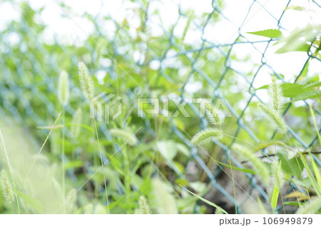 近所でみた公園のフェンス 近所でみた公園のフェンス 106949879