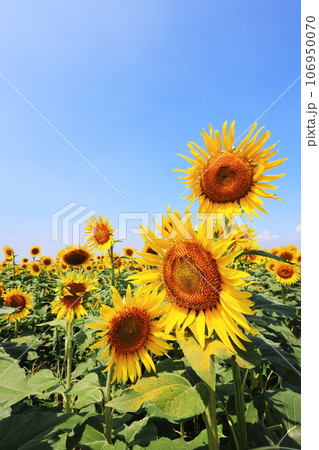 ひまわり5005 106950070