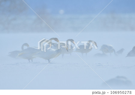 猪苗代湖の白鳥 猪苗代湖の白鳥 106950278