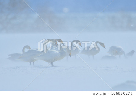 猪苗代湖の白鳥 106950279