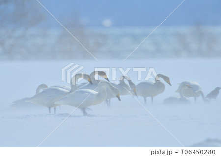 猪苗代湖の白鳥 106950280