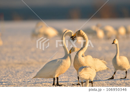 猪苗代湖の白鳥 106950346