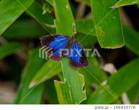 シジミチョウ科ムラサキシジミ♀ 106950776
