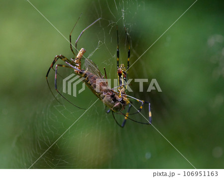 ジョロウグモ科ジョロウグモ♂♀の捕食行動 106951163