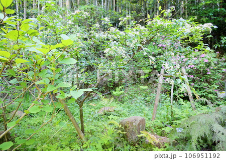 カマツカの花 106951192