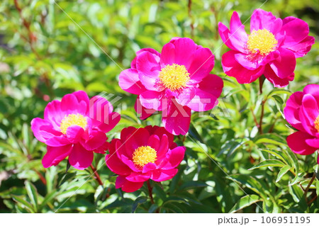 シャクヤクの花 満開 シャクヤクの花 満開 106951195