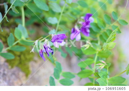 ハマエンドウの花 106951605