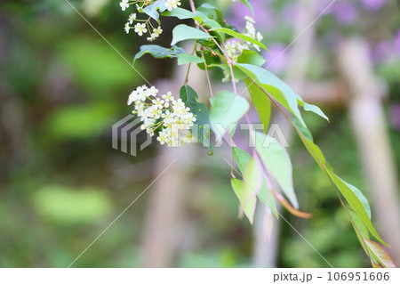 カマツカの花　満開 106951606