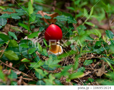 きのこワールド　テングタケ科タマゴタケ 106951614