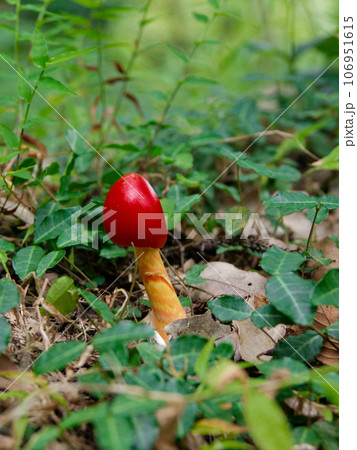 きのこワールド　テングタケ科タマゴタケ 106951615