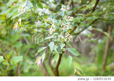 カマツカの花 満開 カマツカの花 満開 106951630
