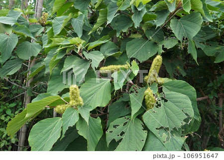 九月のアカメガシワの木 九月のアカメガシワの木 106951647
