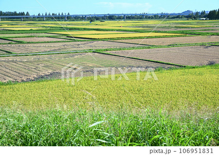 荒川土手からの景色 荒川河川敷 収穫の季節 荒川土手からの景色 荒川河川敷 収穫の季節 106951831