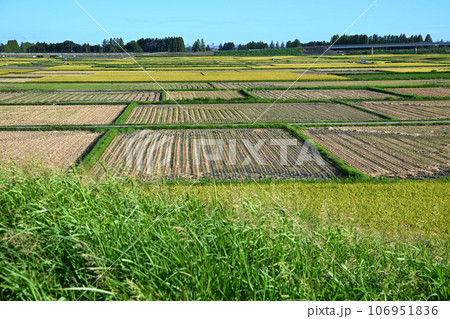 荒川土手からの景色 　荒川河川敷　収穫の季節 106951836