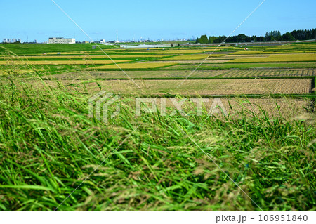 荒川土手からの景色 　荒川河川敷　収穫の季節 106951840