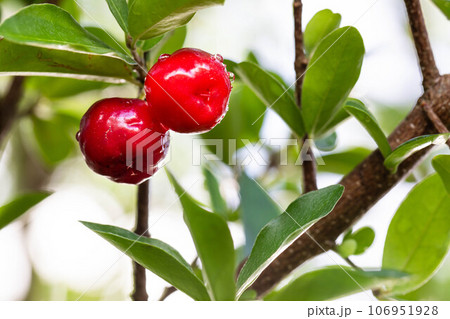 赤いアセロラの実 赤いアセロラの実 106951928