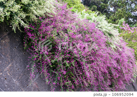 紅白のしだれ萩 106952094