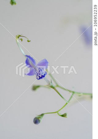 白背景のカリガネソウのクローズアップ 白背景のカリガネソウのクローズアップ 106952239