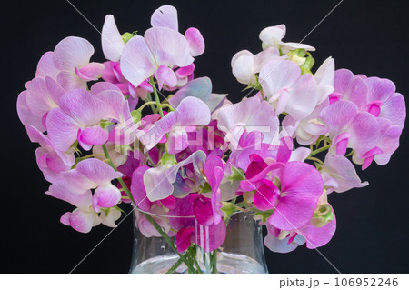 硝子の器に入れたスイートピーの花束 106952246