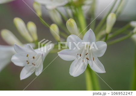 満開の白いアガパンサスの花 満開の白いアガパンサスの花 106952247