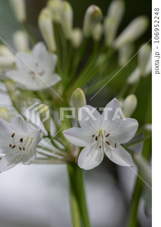 満開の白いアガパンサスの花 106952248