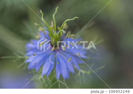 満開の紫色のニゲラの花 満開の紫色のニゲラの花 106952249