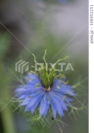 満開の紫色のニゲラの花 106952251