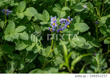 満開の紫色のジャガイモの花 106952257