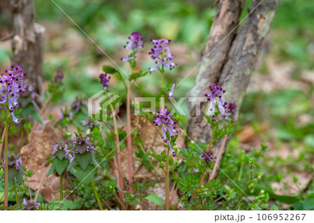 春の野山に咲くムラサキケマン 春の野山に咲くムラサキケマン 106952267