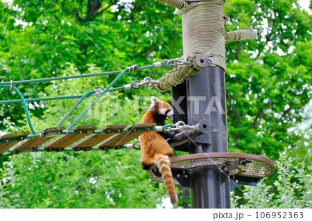 旭山動物園のレッサーパンダ　(北海道旭川市) 106952363