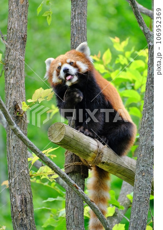 旭山動物園のレッサーパンダ　(北海道旭川市) 106952369