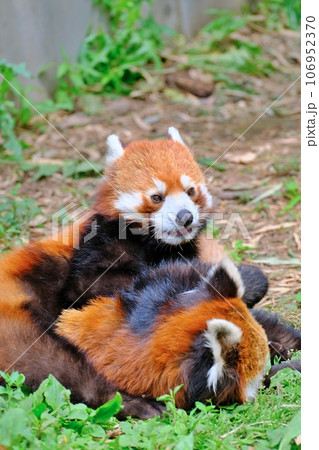 旭山動物園のレッサーパンダ　(北海道旭川市) 106952370