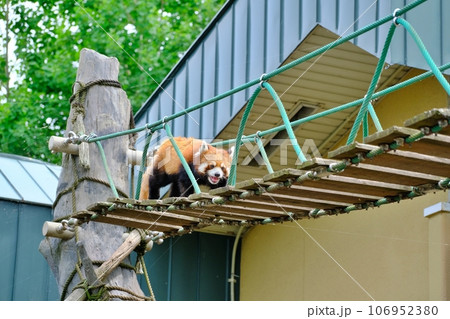 旭山動物園のレッサーパンダ (北海道旭川市) 旭山動物園のレッサーパンダ (北海道旭川市) 106952380