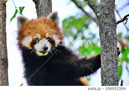 旭山動物園のレッサーパンダ (北海道旭川市) 旭山動物園のレッサーパンダ (北海道旭川市) 106952384