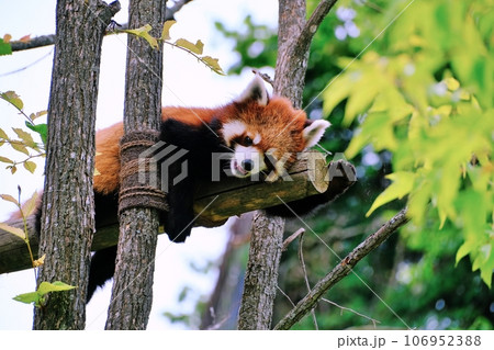 旭山動物園のレッサーパンダ　(北海道旭川市) 106952388