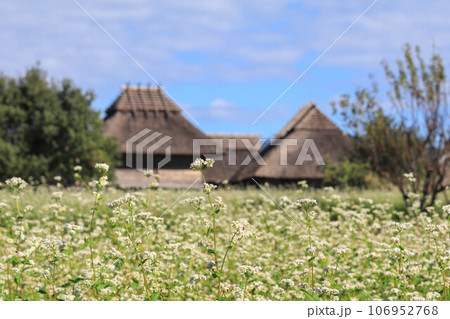 吉野ヶ里のそば畑 吉野ヶ里のそば畑 106952768