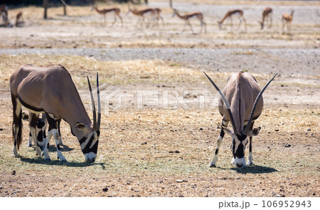 Some oryx gazelles feeding together in safari 106952943