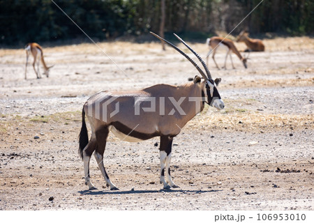 Some oryx gazelles feeding together in safariの写真素材 [106953010] - PIXTA