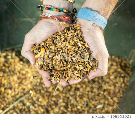 From above of male hands stable worker carrying diet muesli with herbs and grains for horse feeding indoors From above of male hands stable worker carrying diet muesli with herbs and grains for horse feeding indoors 106953025